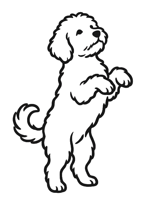 Roxie the goldendoodle