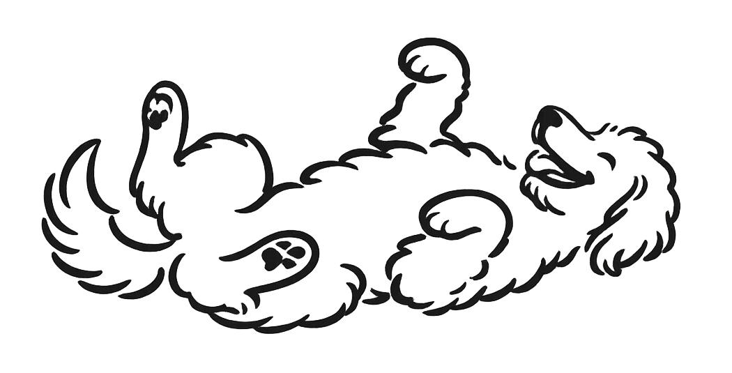 Roxie the goldendoodle