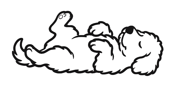 Roxie the goldendoodle